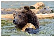День 1 - Львов – озеро Синевир – Реабилитационный центр медведей – Пилипец – Закарпатье